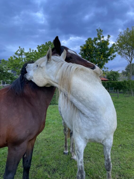 Therapiepaard Baila & Farid