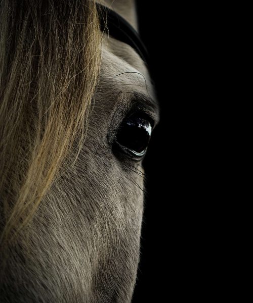 Farid zwarte achtergrond 1